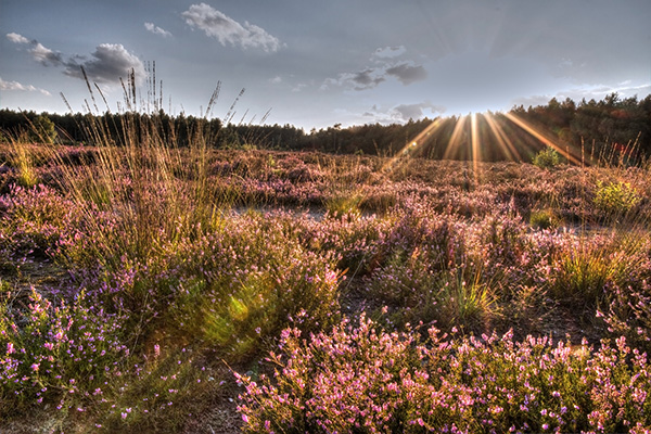 Kattenbosserheide Pieter Cox