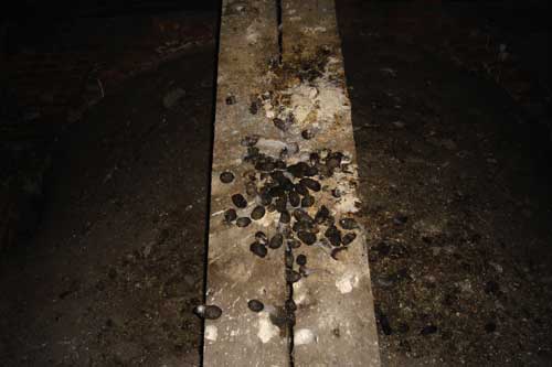 Kerkuil2006