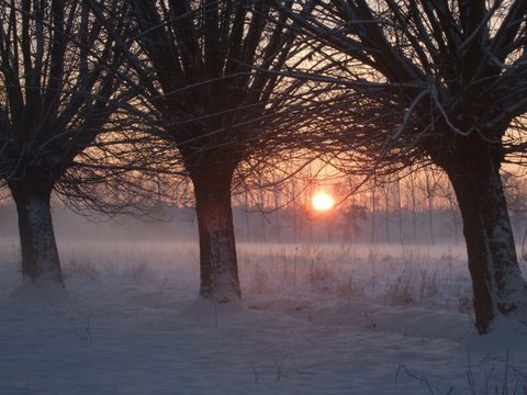 WinterAlbert8