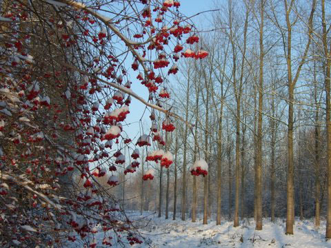 WinterAlbert2