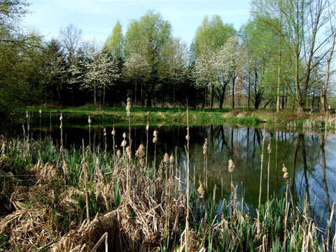 WateringAlbert2