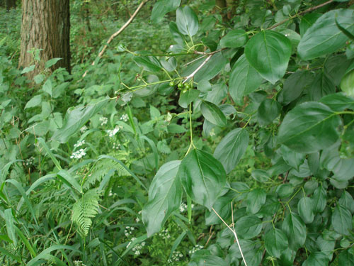 Zoersel6