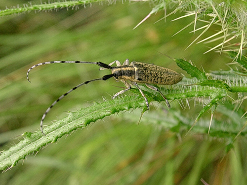 Distelbok