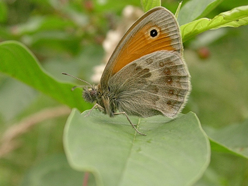 Hooibeestje