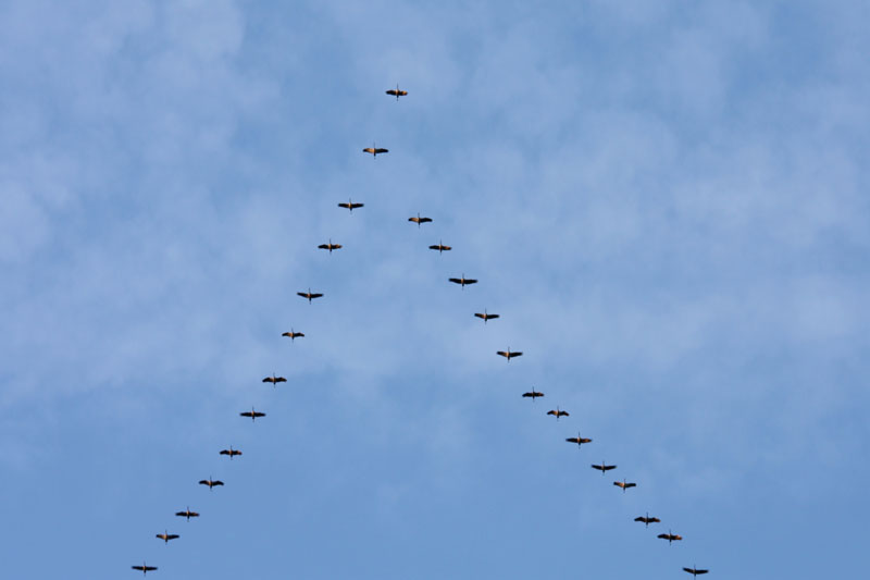 KraanvogelsPieterCox