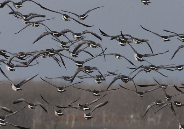 Zeeland6