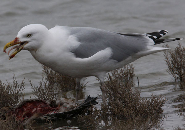 Zeeland7