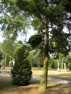 Waaltjesbos1