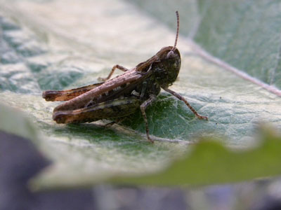 Waaltjesbos2