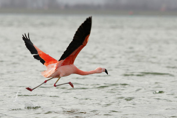 FlamingoPieterCox