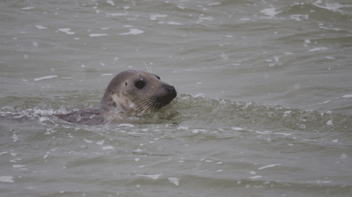 Grijze Zeehond Pieter Cox