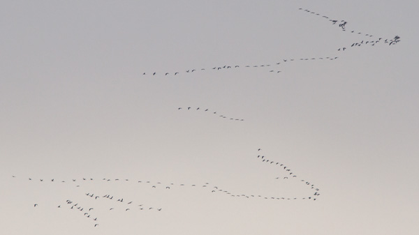 KraanvogelsPieterCox