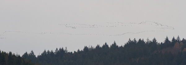 KraanvogelsPieterCox