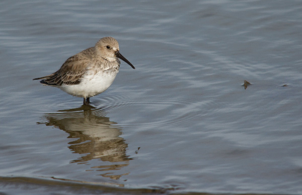 Bonte strandloperPieterCox