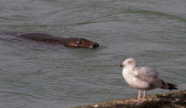 Grijze zeehond Pieter Cox