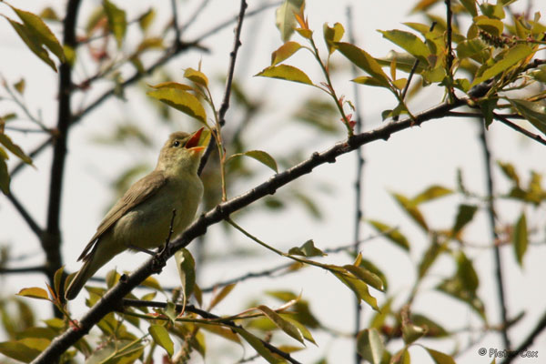 SpotvogelPieterCox