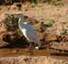 Koereiger