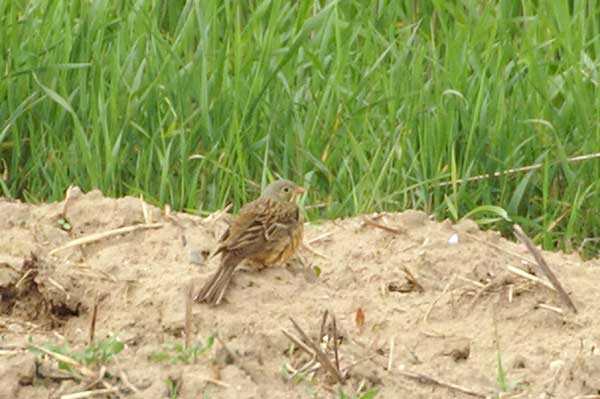 Ortolaan