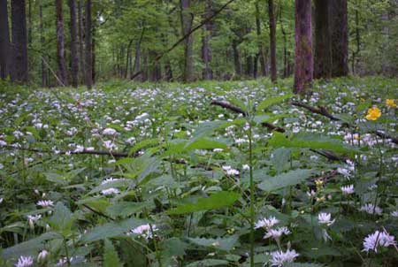 Oerbos