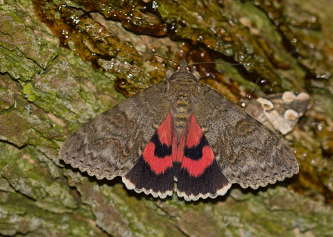 Rood weeskind