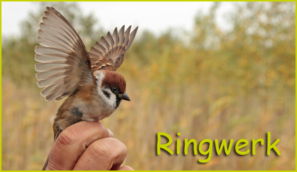 RingmusPieterCox